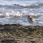 Greater Sand Plover