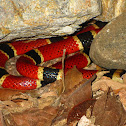 Coral Snake