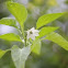 Capsicum Annum Flower