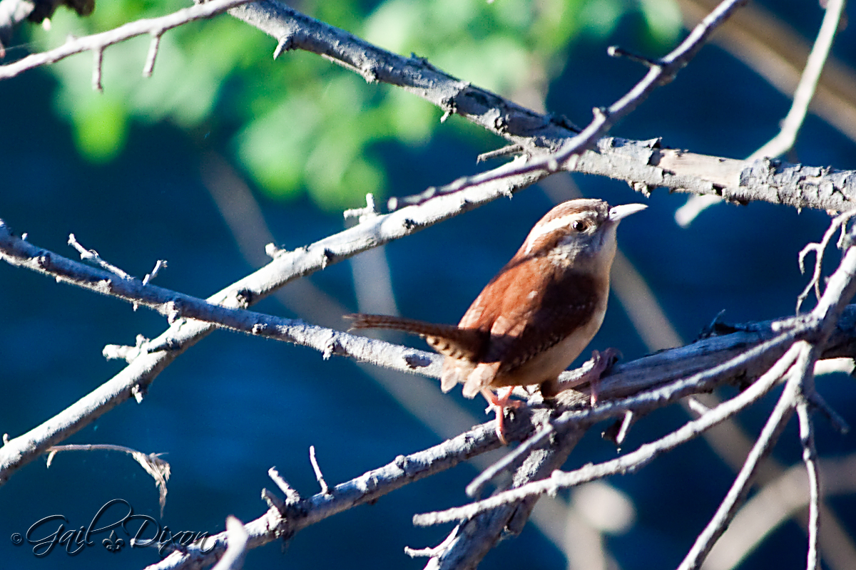 Carolina Wren