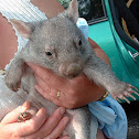 Common Wombat