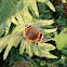 Red Admiral