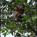 Western Red Colobus Monkey