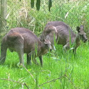 Eastern Grey Kangaroo