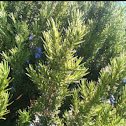 Rosemary