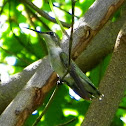 Ruby Throated Hummingbird (female)