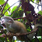 Squirrel monkey