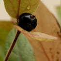 Honysuckle fruit