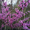 Eastern Red Bud