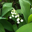 Lily-of-the-Valley