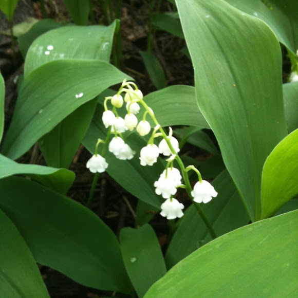Spotting Image 1