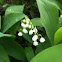 Lily-of-the-Valley