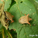 Stink bug nymphs