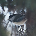 Black-capped Chickadee