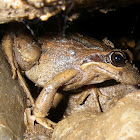 Striped marsh frog