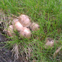 Coprinus Atramentarius