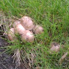 Coprinus Atramentarius