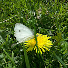 Small white