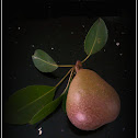 Seckel Pear