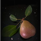 Seckel Pear