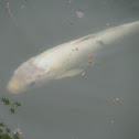 Koi