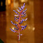 Aechmea Del Mar