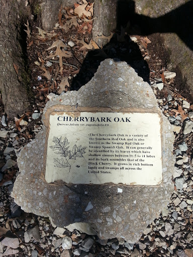 Cherry Bark Oak