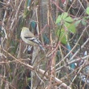 American Goldfinch non breeding winter