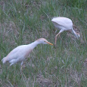 Cattle Egret
