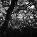 Palmetto Hardwood Forest