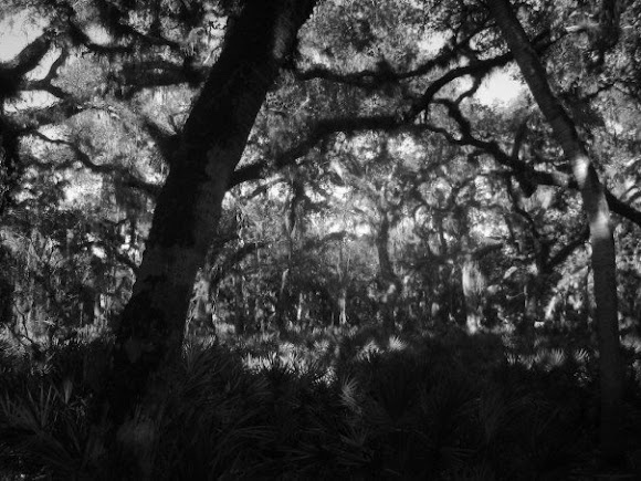 Spotting Image 1