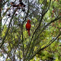 Cardinal