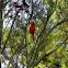 Cardinal