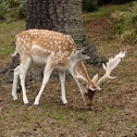 Fallow Deer