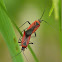 Plant bugs (mating)