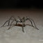 Garden Wolf Spider