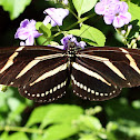 Zebra Longwing