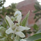 Honey Bee