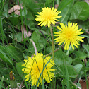 Dandelion