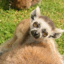 Ring-Tailed Lemur