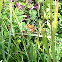 Large Skipper