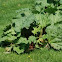 rhubarb