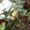The Lion-Like Dendrobium