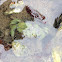 Green crab