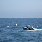 Humpback Whale