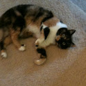 Lola