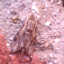 moth
