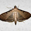 Moth