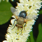 Tachinid Fly