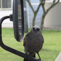 Apostlebird 